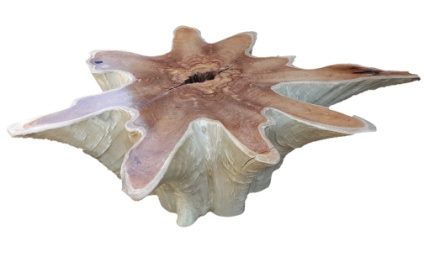 Teak Root Star Table